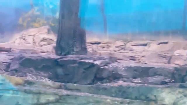 Matthew in Miami Seaquarium! Удивительный Океанариум в Америке! смотреть онлайн