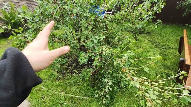 Золотистая смородина. Родом из Северной Америки, а как чувствует себя в Подмосковье? смотреть онлайн