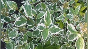 Куст Дерен (1).mp4