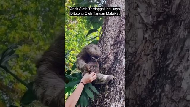 возвращение в природу ленивца? смотреть онлайн