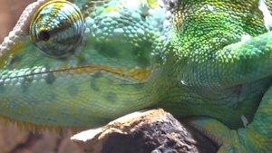 Йеменский Хамелеон. Невероятные способности. Animals & fish.