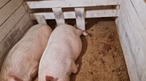 сколько перепелов можно содержать на одном квадратном метре?