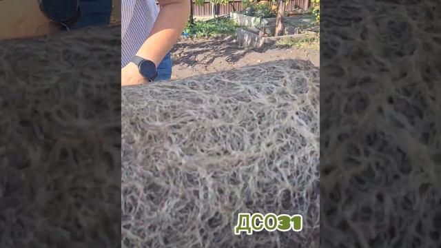 ??Сейчас хочу показать какая корневая система  у ампельной  петунии.