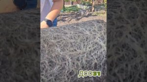 ??Сейчас хочу показать какая корневая система у ампельной петунии.