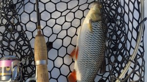 Десна. Голавль в середине марта