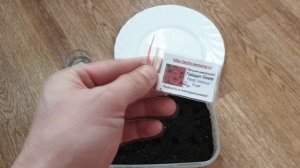 Как вырастить петунию из семян. Рассада петунии своими руками из профессиональных семян