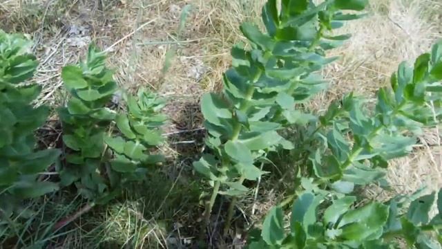 Очисток большой или заячья капуста