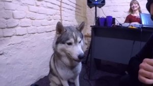 СОБАКА ПОЕТ : РЕАКЦИЯ СОБАКИ НА ЛАЙ ХАСКИ | dog sings on husky singing