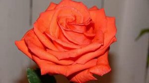 Роза оранжевая[Rose orange]