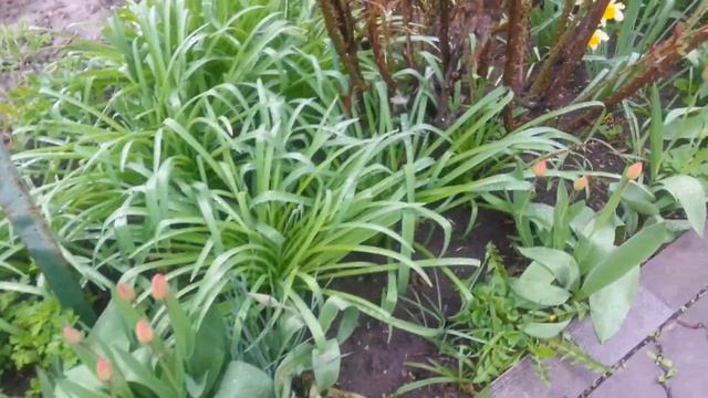 Пожелания! !! Хорошего дня! !! смотреть онлайн