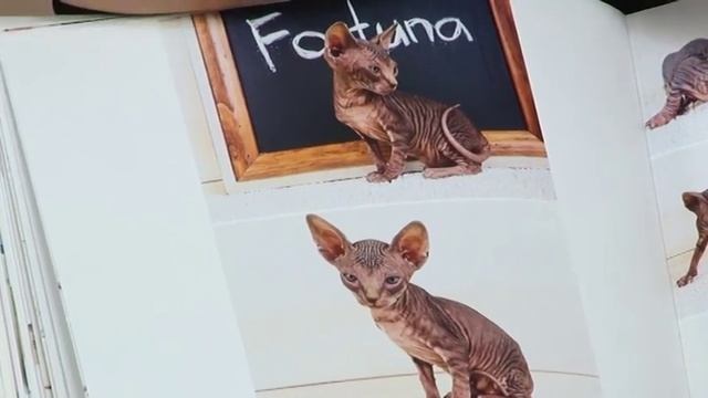 НАЕДИНЕ (ПИТОМНИК КАНАДСКИХ СФИНКСОВ Canadavillage) смотреть онлайн