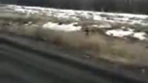 охота с русской пегой гончей на зайца.3gp