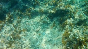Рыбы Средиземного моря (подводная съёмка)
