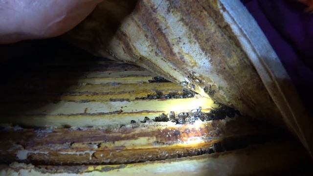 Зимовка пчёл в омшаннике 2021!!! Что с пчёлами!!! Поездка на пасеку