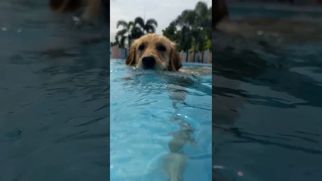 Golden Retriever Pool Party #goldenretriever #dog #dogvideos