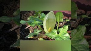 А цветëт ли сингониум? 🤔