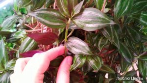 Проблемы пестролистных традесканций