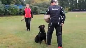 Проверка рабочих качеств ротвейлера. Работа ротвейлера.