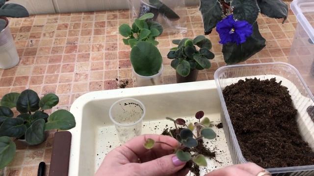 Когда отделять детки фиалок от листа смотреть онлайн