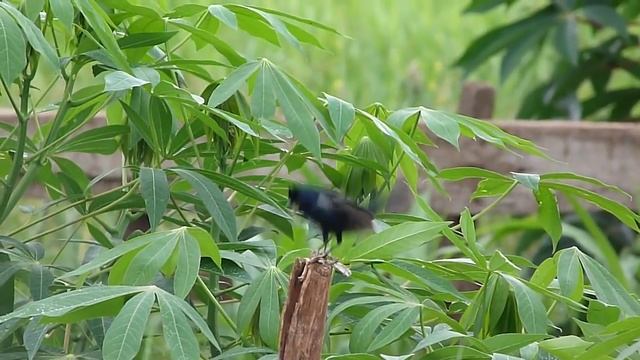 Tiziu (Volatinia jacarina) смотреть онлайн