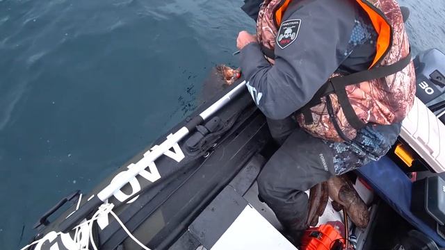 Дальневосточная зубатка смотреть онлайн