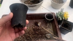 Пересадка Литопса (Lithops), Конофитума (Conophytum) и других Мезембриантемовых Mesembryanthemaceae