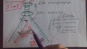 Репликация ДНК. Секрет бессмертия. Биохимия