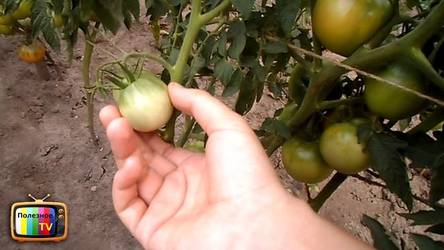 КОГДА СНИМАТЬ (СОБИРАТЬ) ПОМИДОРЫ смотреть онлайн