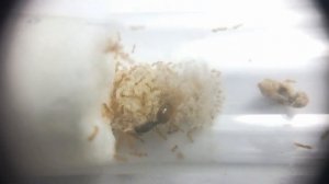 Выбор новичка: Lasius niger и Solenopsis fugax. Садовый муравей и муравей вор