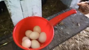 Выписали😼 Какие сорта помидор посеяла🍅 Яиц всем хватает 🥚Делаю обрезку 🌳🌾🌿 Живем в доме на Куб