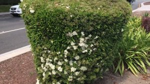 Small White Flowers