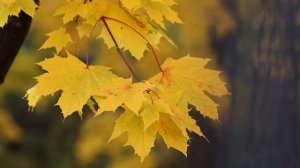 Этот лось, РИСКУЯ жизнью, пришел ЗАЩИТИТЬ детей от матерого волка