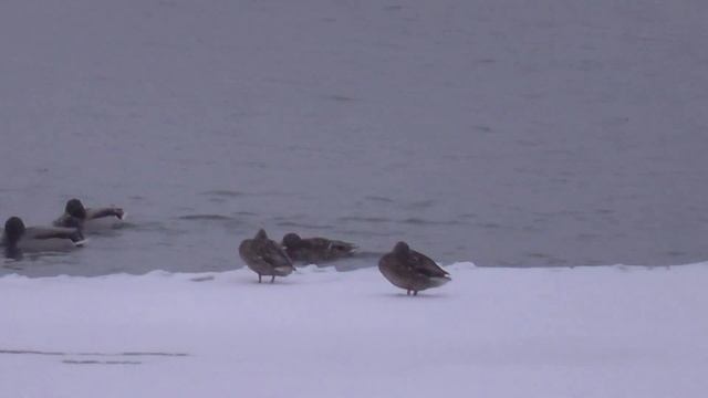Утки зимуют в Новосибирске. Михайловская набережная река Обь. смотреть онлайн