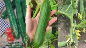 Сажаю Только Этот Сорт Огурцов,  Супер УРОЖАЙНЫЙ ОГУРЕЦ, ОГУРЦЫ СОБИРАЮ Ведрами!