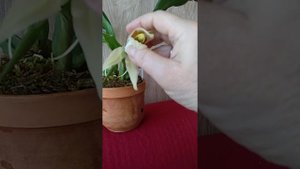 Цветение целогины - coelogyne xyrekes Карге.