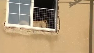 Лев напал на человека в доме / Lion attacked a man in the house