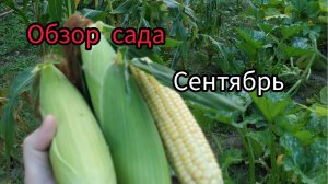 Обзор сада начало сентября?