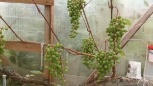 Конец июля в виноградной теплице в Ленинградской области