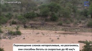 СЛОНЫ и СЛОНЯТА. Познавательно и интересно