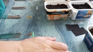 Княжик и клематис из семян. Часть 1.Подготовка семян к посеву. Посев семян.