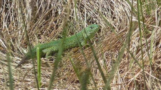 Ящерица. ( Lacerta agilis ) смотреть онлайн