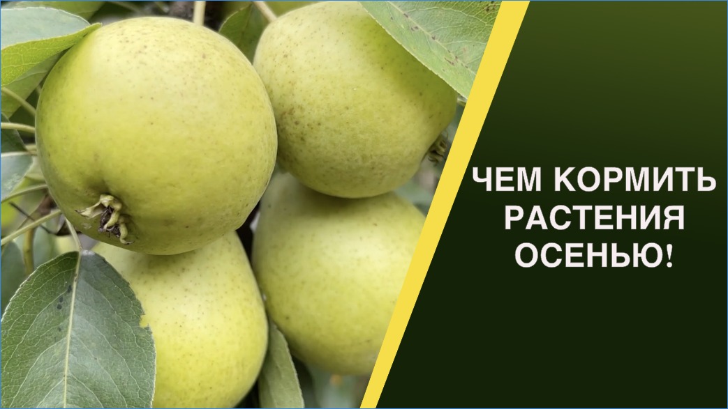 НОВЫЕ УДОБРЕНИЯ ДЛЯ ОСЕННИХ ПОДКОРМОК!