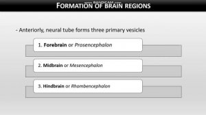 Organogenesis by Prof. Zainab Asif for Msc zoology 1st semester