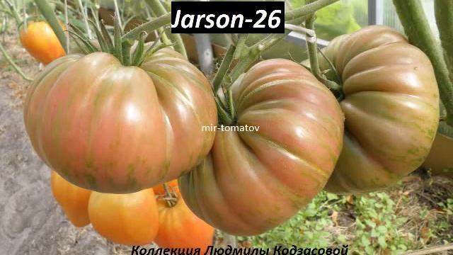 Самые урожайные сорта томатов Часть 2