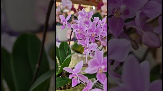 Фал. Эквестрис Граз💜 Всем хорошего настроения✨️ #orchid #орхидеи #orchids #phalaenopsis