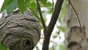 Игра “Кто где живет?”