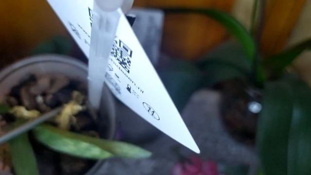 Интересный вопрос: как спасти орхидею без корней и с вялыми листьями? смотреть онлайн