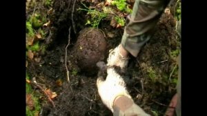 Эхо войны.mp4