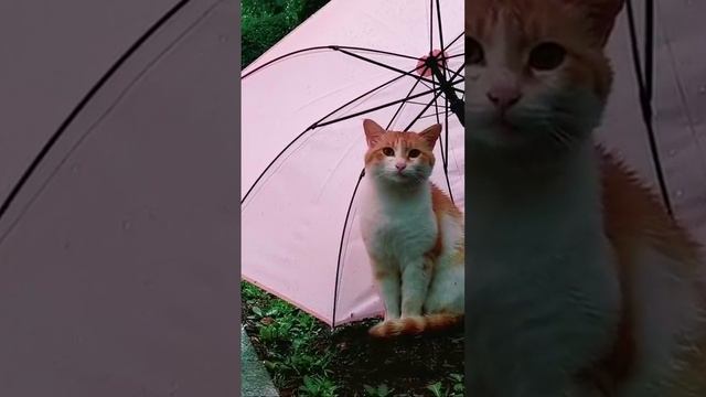 спрятали котика от дождя