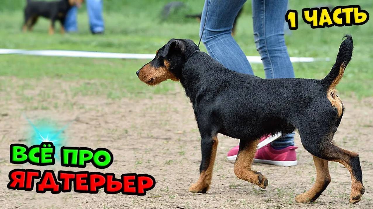 Держу Ягдтерьера (1-ЧАСТЬ)  #ягдтерьер #волкмикс #volkmix